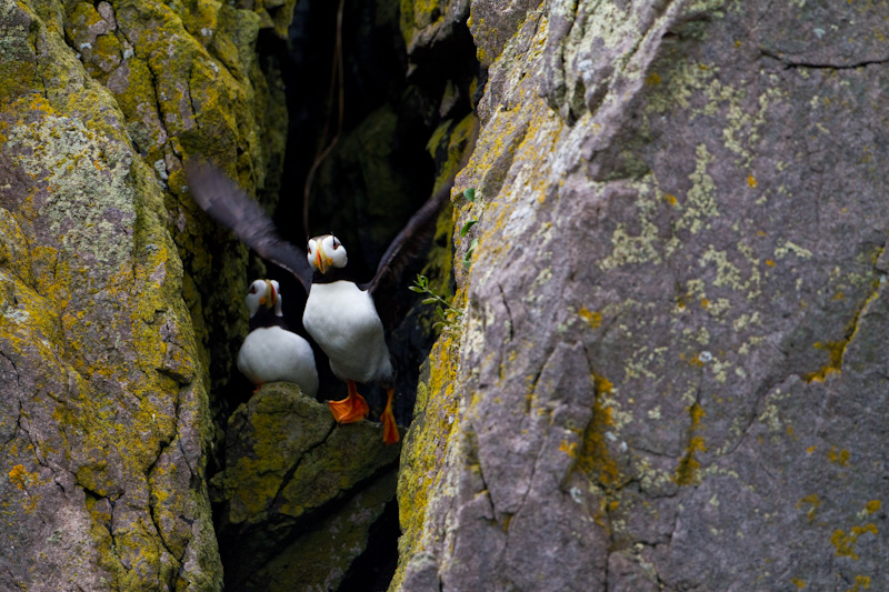 Horned Puffin Taking Flight